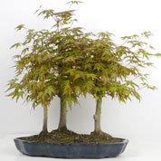 Bonsai floresta Bordo do Japo 3 troncos 5-7 anos